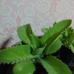 子宝草🌱