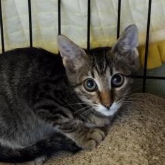 キジ猫女の子猫を迎えるならキジ猫を！