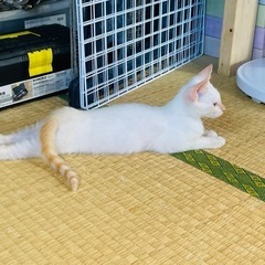 里親様決まりました！！！