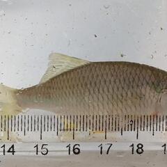 カネヒラのメス　琵琶湖産の画像