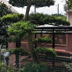 欲しい木お譲りします