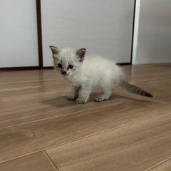 野良猫