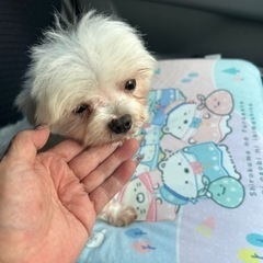 マルチーズの小さな可愛い男の子 - 多治見市