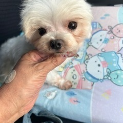 マルチーズの小さな可愛い男の子 - 犬