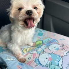マルチーズの小さな可愛い男の子の画像