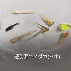 【決まりました】選別漏れメダカ差し上げます。No.115 ♢名古...