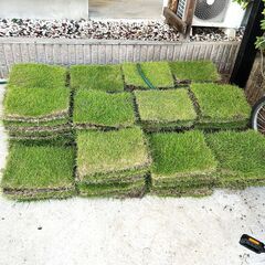 天然芝 バラ売り可能 約58平米分