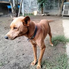 １歳半の中型犬です、ワクチン接種済です、オス２匹メス１匹いますが、メスは術済です、お爺さまがバセンジーですが特徴は見当たりません、どなたか犬好きの方に譲りたいです、勿論一匹でも構いません。 - 里親募集