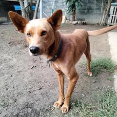 １歳半の中型犬です、ワクチン接種済です、オス２匹メス１匹いますが、メスは術済です、お爺さまがバセンジーですが特徴は見当たりません、どなたか犬好きの方に譲りたいです、勿論一匹でも構いません。 - 和歌山市