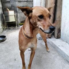 １歳半の中型犬です、ワクチン接種済です、オス２匹メス１匹いますが、メスは術済です、お爺さまがバセンジーですが特徴は見当たりません、どなたか犬好きの方に譲りたいです、勿論一匹でも構いません。 - 犬