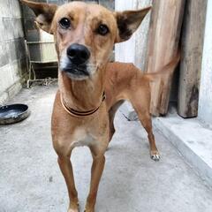 １歳半の中型犬です、ワクチン接種済です、オス２匹メス１匹いますが、メスは術済です、お爺さまがバセンジーですが特徴は見当たりません、どなたか犬好きの方に譲りたいです、勿論一匹でも構いません。 − 和歌山県