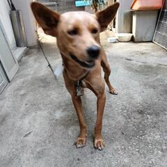 １歳半の中型犬です、ワクチン接種済です、オス２匹メス１匹いますが...