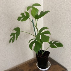 姫モンステラ