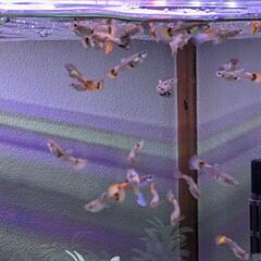 プラチナレッドテール稚魚
