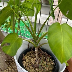観葉植物  モンステラ  イチヂク  クワズイモ