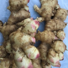 味噌漬け・酢漬け用　新生姜