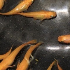 赤いメダカ稚魚10匹(楊貴妃と紅帝のMIX)の画像