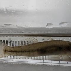 ウキゴリ 5〜8cm程度 1匹です。の画像