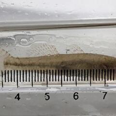 ウキゴリ 5〜8cm程度 1匹です。の画像