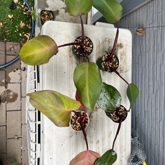 観葉植物　フィロデンドロン  パーシモンプリンセス
