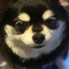 年齢17、5歳〜上限なし　月給40万可　男女問わず✨豊川 豊橋 ...