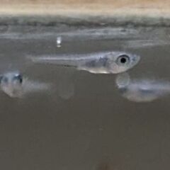 【あげます】メダカの稚魚