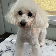 里親募集プードル男の子 - 岸和田市