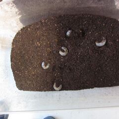 カブトムシの幼虫　岐阜市民病院の近く