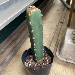【取引中】柱サボテン　台木にどうぞ