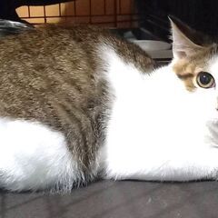10/6日曜日　譲渡会in川崎市動物愛護センター　子猫から大人猫まで　家族を探しています - 川崎市