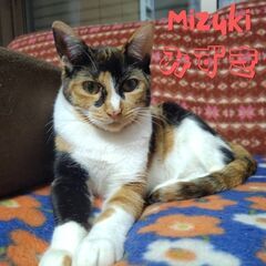 10/6日曜日　譲渡会in川崎市動物愛護センター　子猫から大人猫まで　家族を探しています − 神奈川県