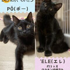 10/6日曜日　譲渡会in川崎市動物愛護センター　子猫から大人猫まで　家族を探しています - 里親募集