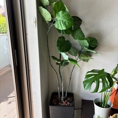 無料人工植物　の画像