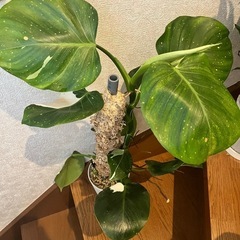 観葉植物　フィロデンドロン  ホワイトウィザード　支柱仕立ての画像