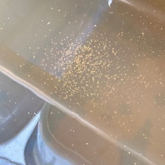 オオミジンコ❣️❣️❣️の画像