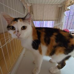 7歳の三毛猫♀ちゃん。飼い主さんを探しています。