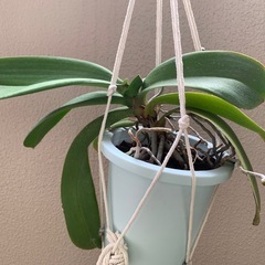 植木鉢ごと　大　白　胡蝶蘭！