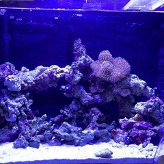 60センチ水槽の画像