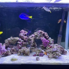 60センチ水槽の画像