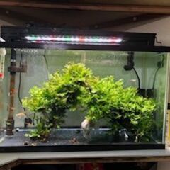 熱帯魚水槽ごと