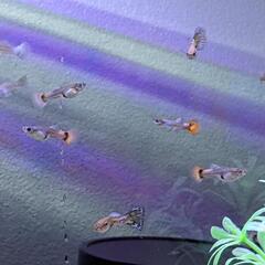 ２　プラチナレッドテール稚魚
