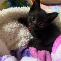 見てるだけで、癒してくれる猫ちゃんファミリー