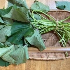 無農薬のさつまいものツル