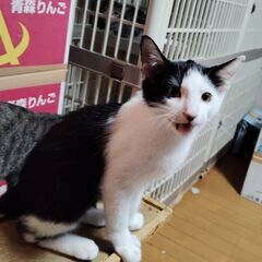 遊びが大好き、すぐにおもちゃに飛びつく白黒の男の子 - 猫