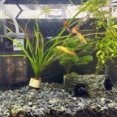 グッピー、メダカお譲りしますの画像