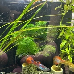 グッピー、メダカお譲りしますの画像