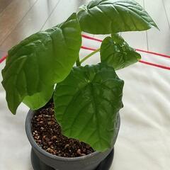 ウンベラータ 鉢付き