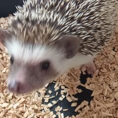 ハリネズミ