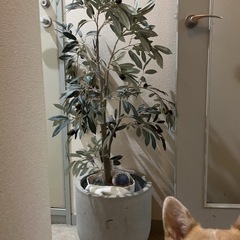 フェイクグリーン　オリーブ　光触媒の画像