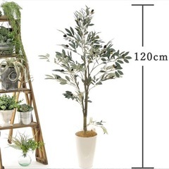 フェイクグリーン　オリーブ　光触媒の画像